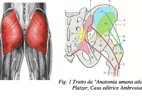 esercizi glutei